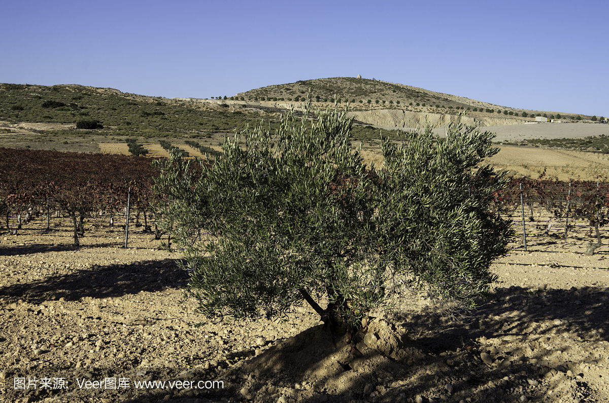 t olive trees exploitation in the South of Spain.