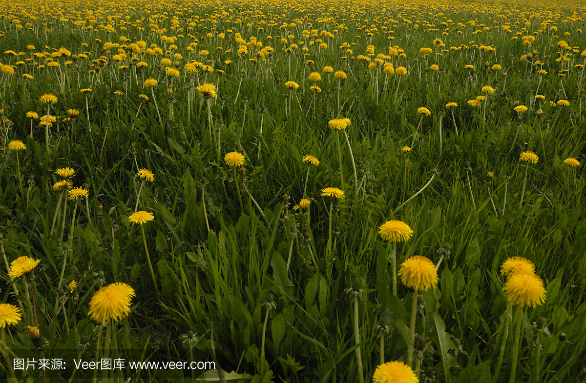 加姆特兰,耶姆特兰,贾姆特兰省,枯草热