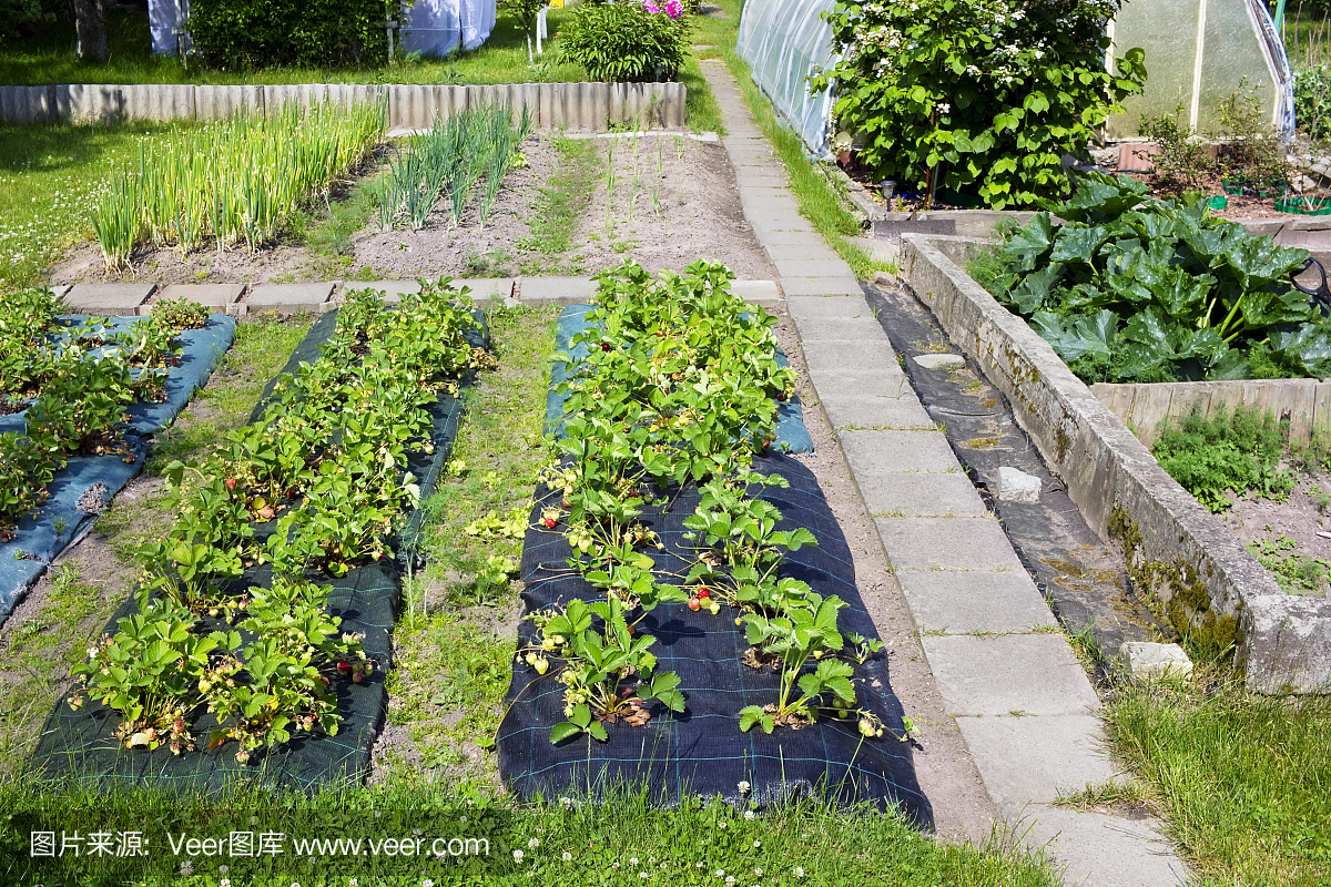 草莓,洋葱和大蒜种植园在一个私人农村欧洲厨