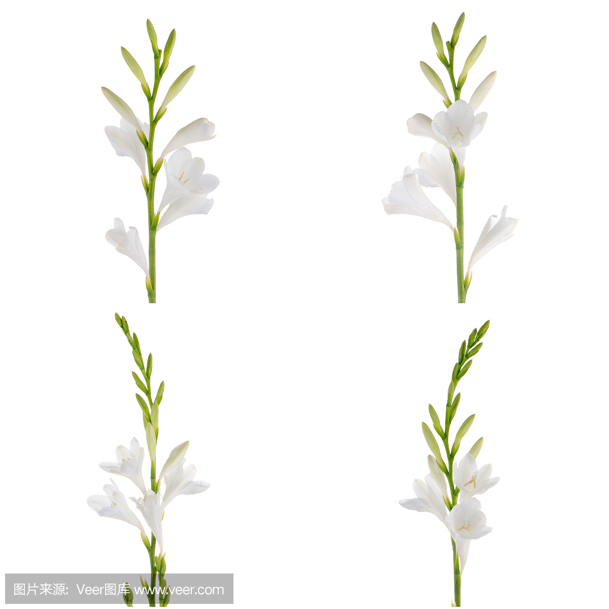 真菌性口炎,假丝酵母,酵母感染,念珠菌属