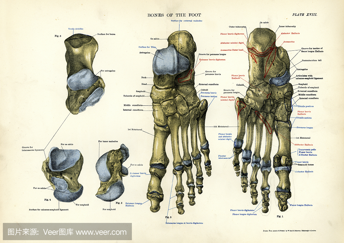 人体解剖学 - 脚骨