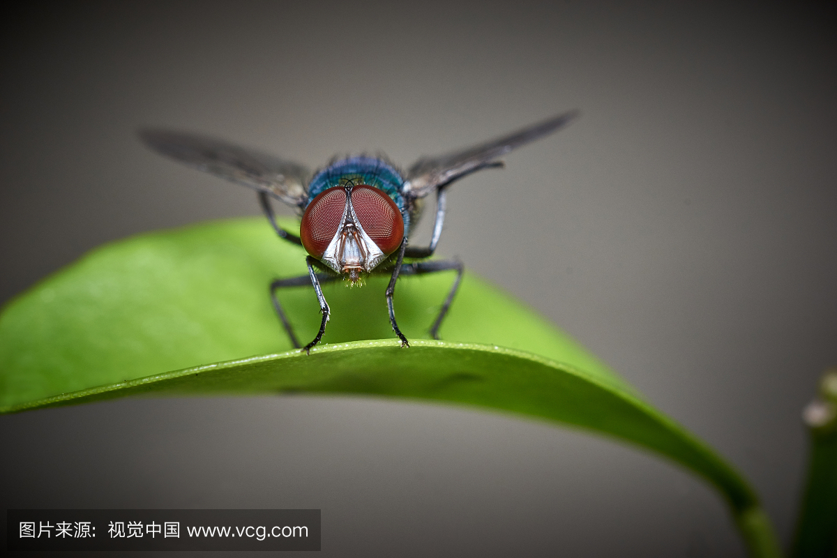 绿头苍蝇,动物嘴,色彩鲜艳,小的