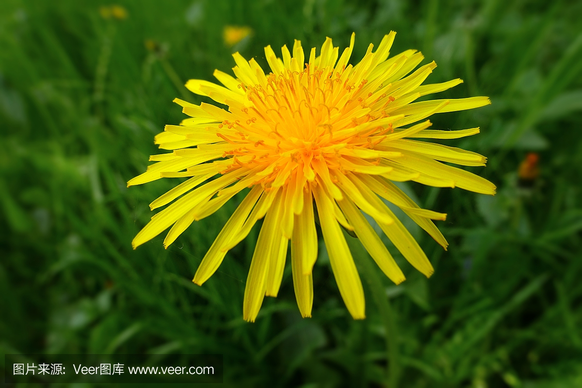 黄色阳光蒲公英春天在绿草地草地上