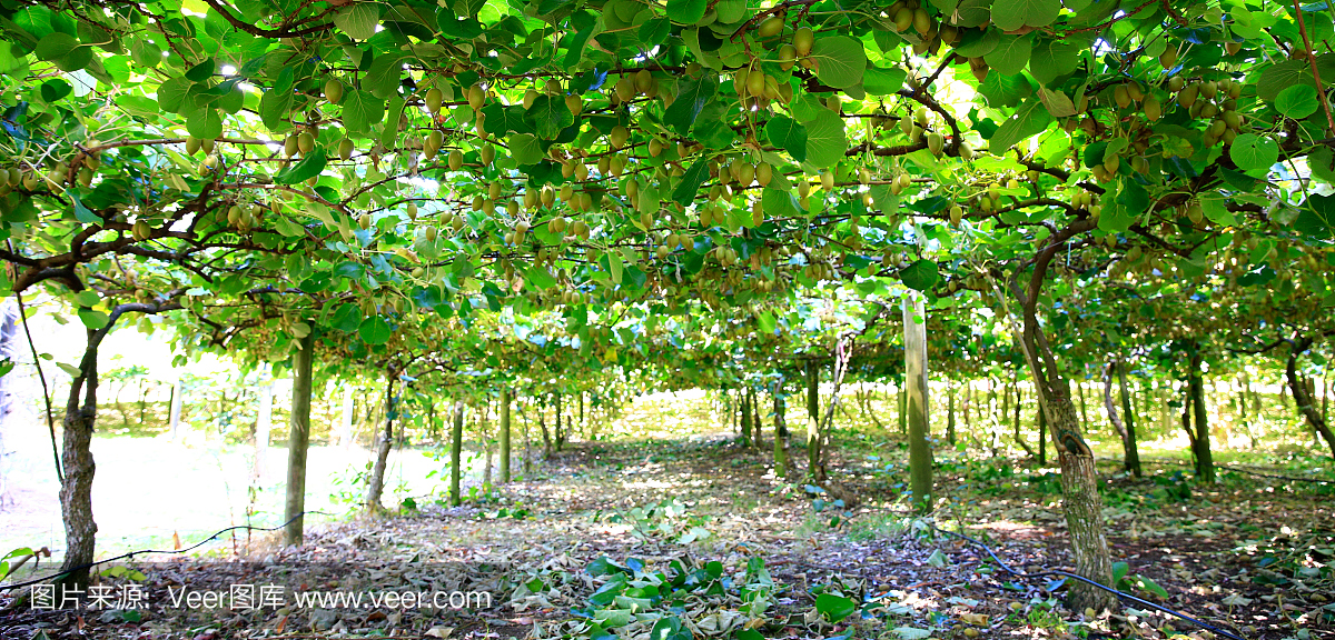 新西兰惊人的猕猴桃果园