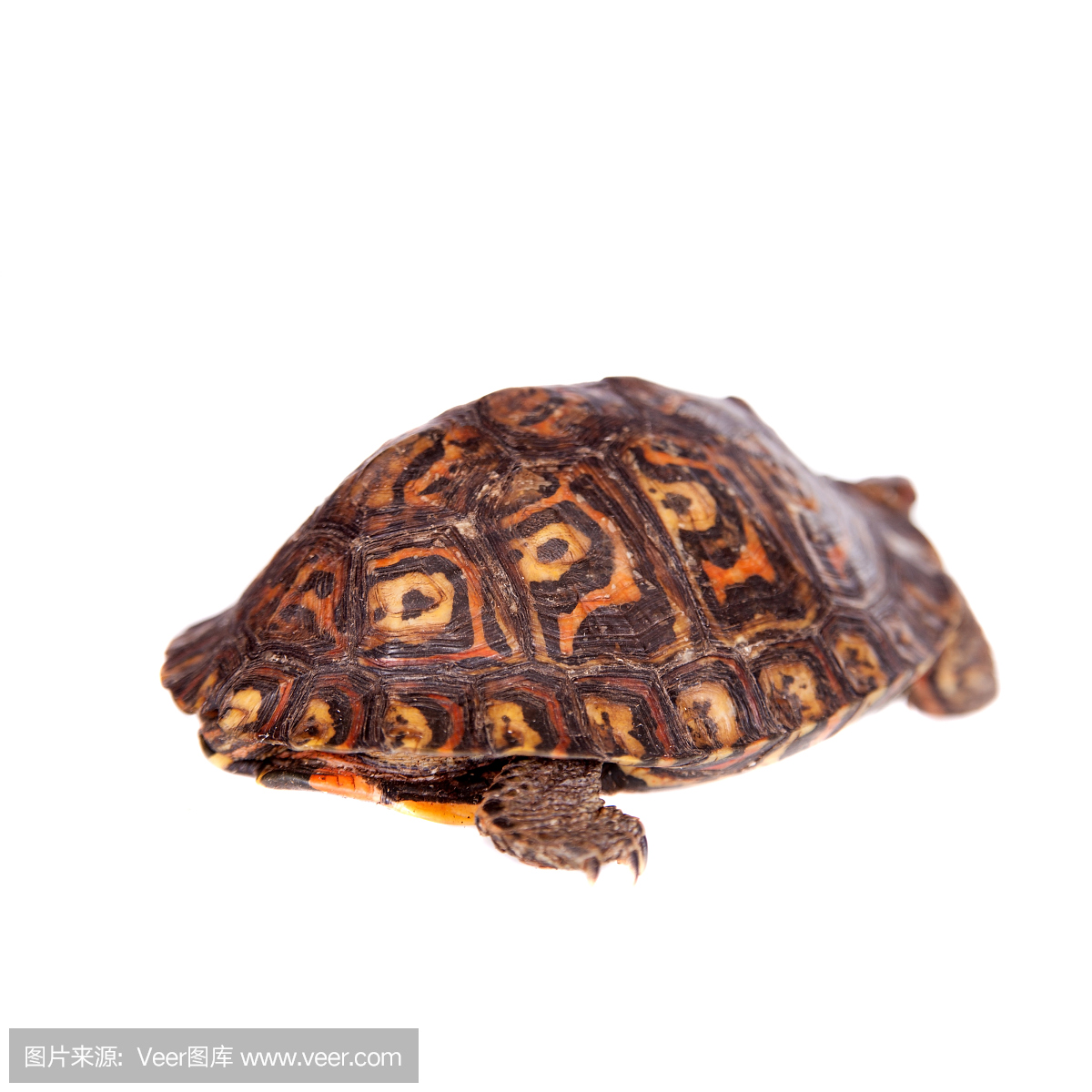 爬虫学,爬虫类,龟,王八