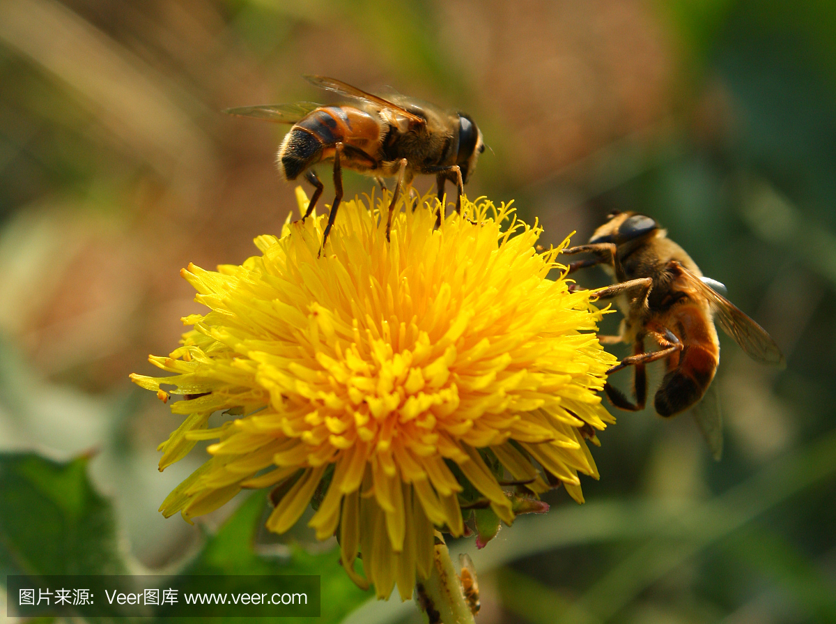 蜜蜂从蒲公英收集花粉