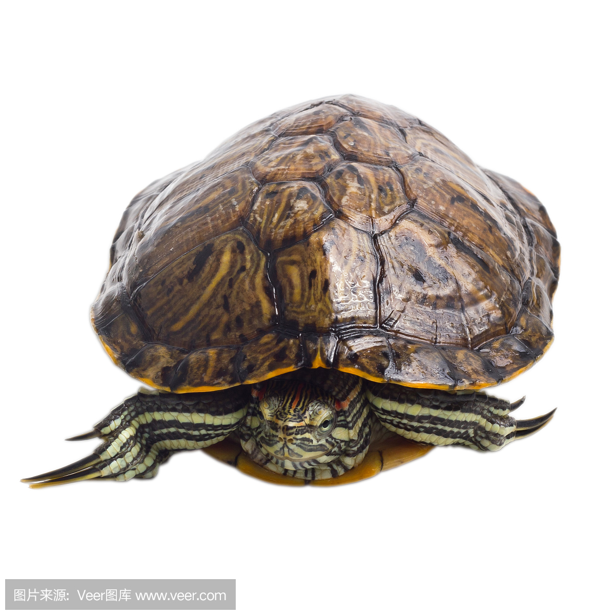 爬虫学,爬虫类,爬,食草动物