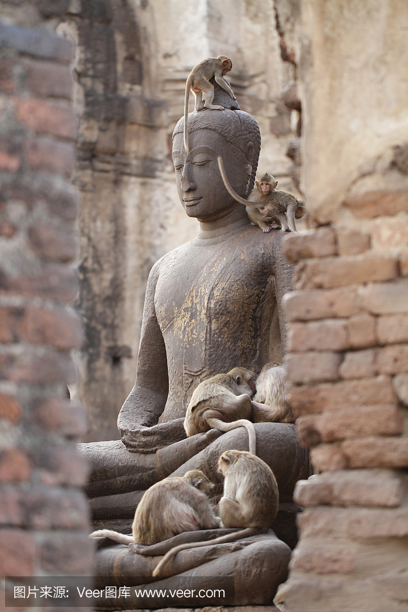 Monkey family sitting playing on ancient damag