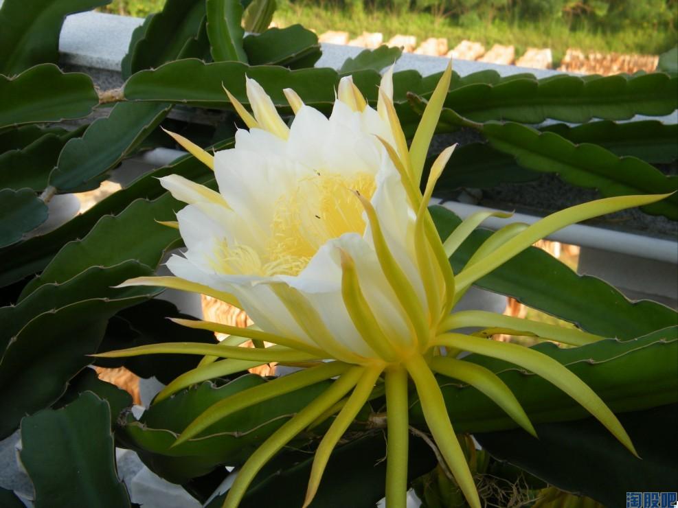 怎样区分霸王花与火龙果花