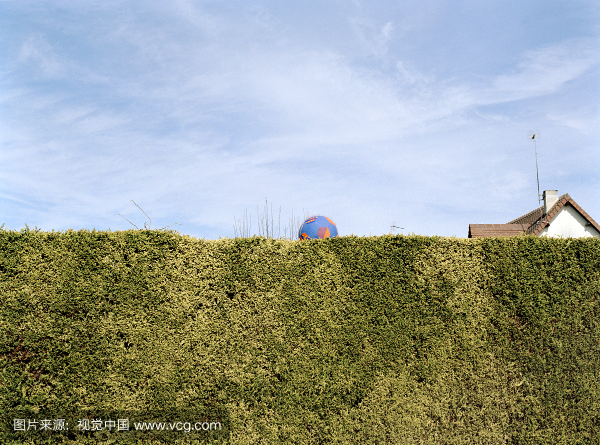 花园对冲顶部的蓝色球
