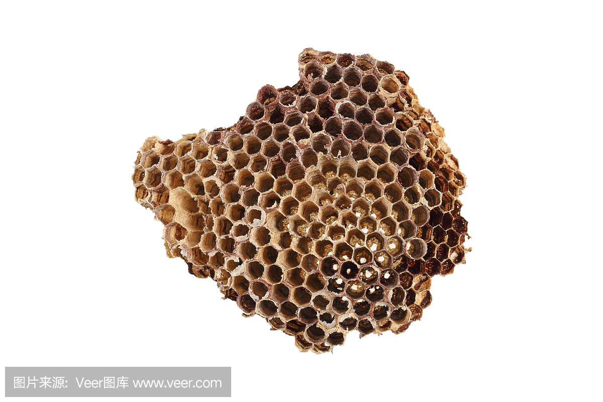 黄昆虫,蜂巢巢,蜂巢,胳膊群做梦梦到蜜蜂缠蟒蛇图片