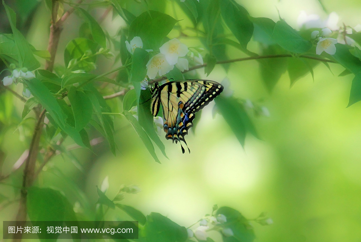 老虎Swallowtail在野生模拟