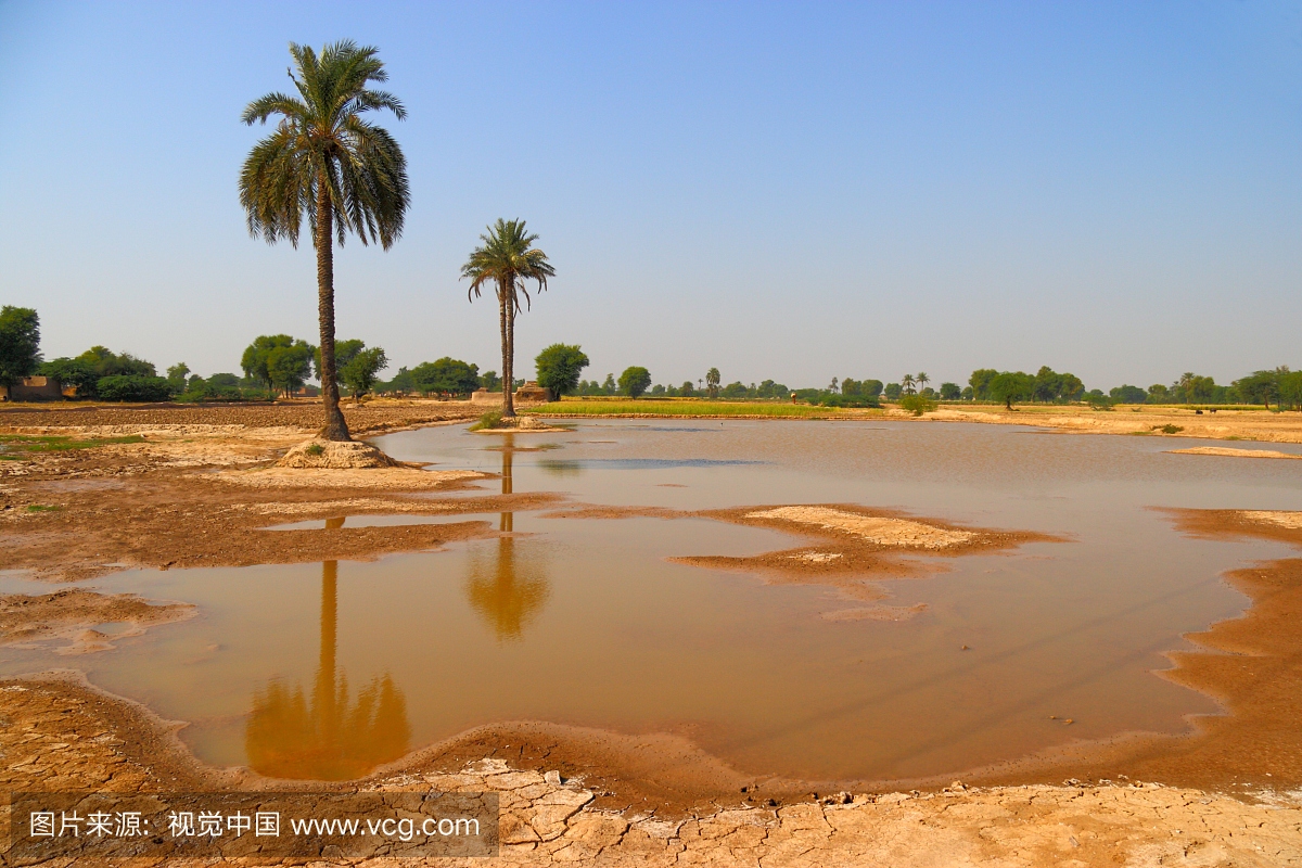 沙漠枣椰子树,沙漠树木,沙漠树,沙漠植物