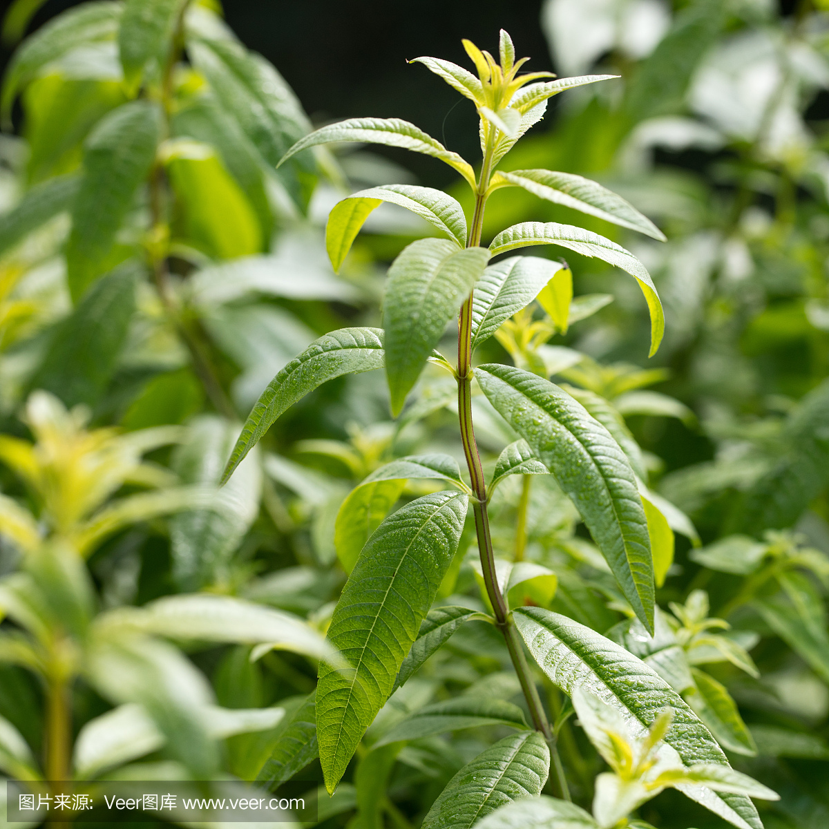 防臭木,油鞭草属,柠檬草,柠蒙草