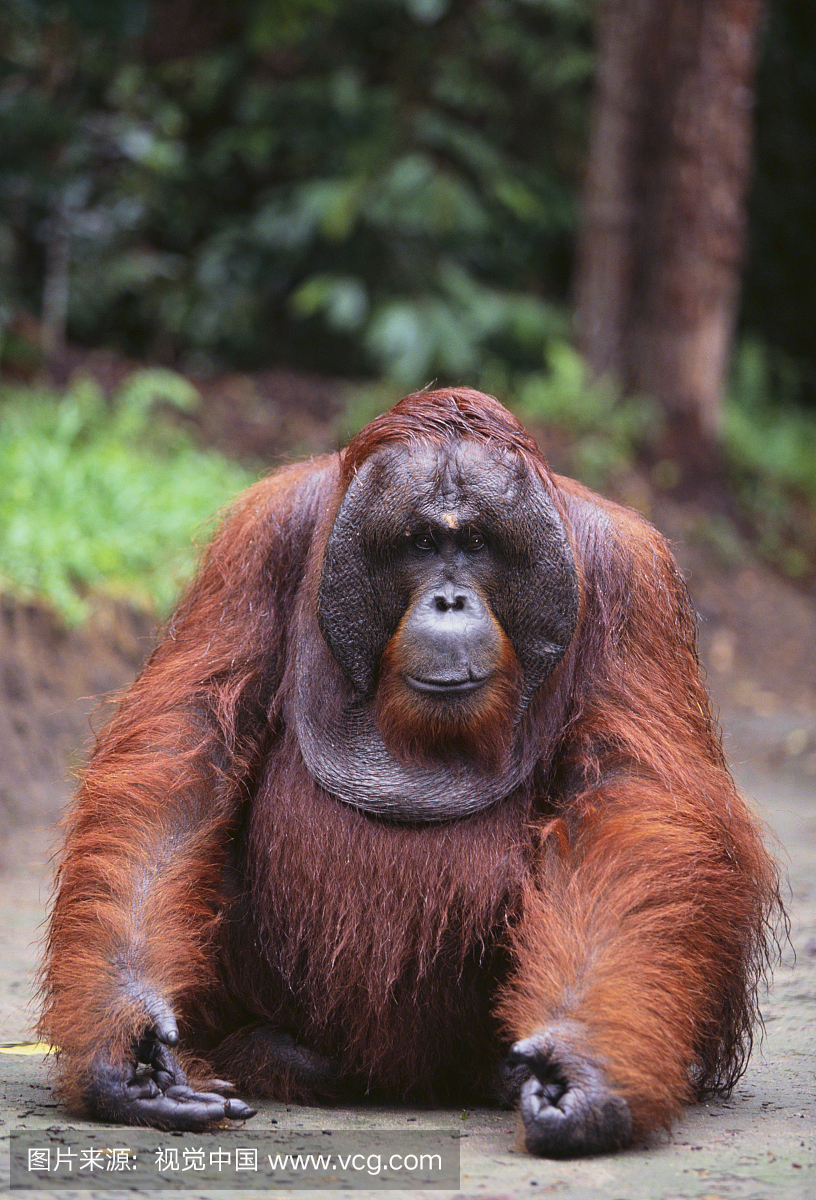 猩猩,猩猩脸,注视镜头,户外