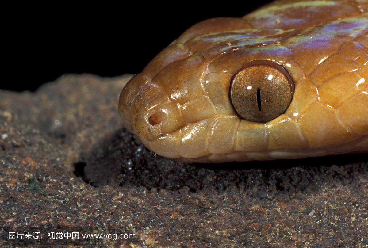 东部老虎蛇的特写镜头,在半撒哈拉以南地区发