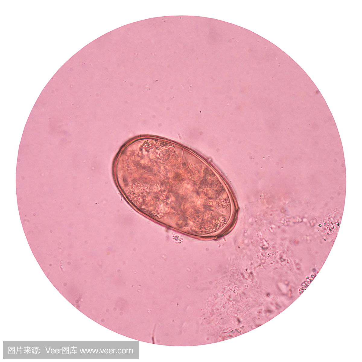 鸡蛋寄生虫医学在白色背景。