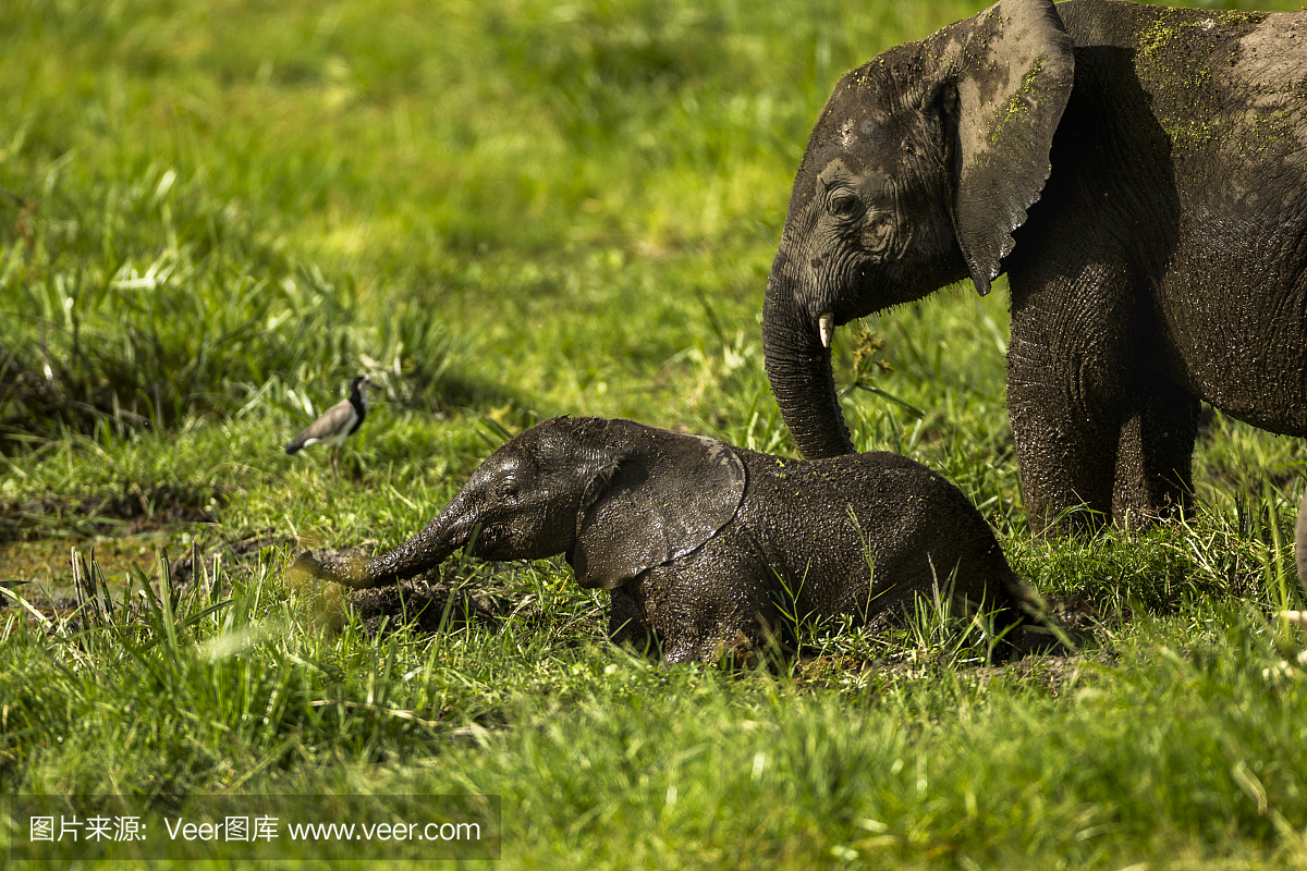 婴儿大象,小牛,小象,泥,安博塞利国家公园,非洲