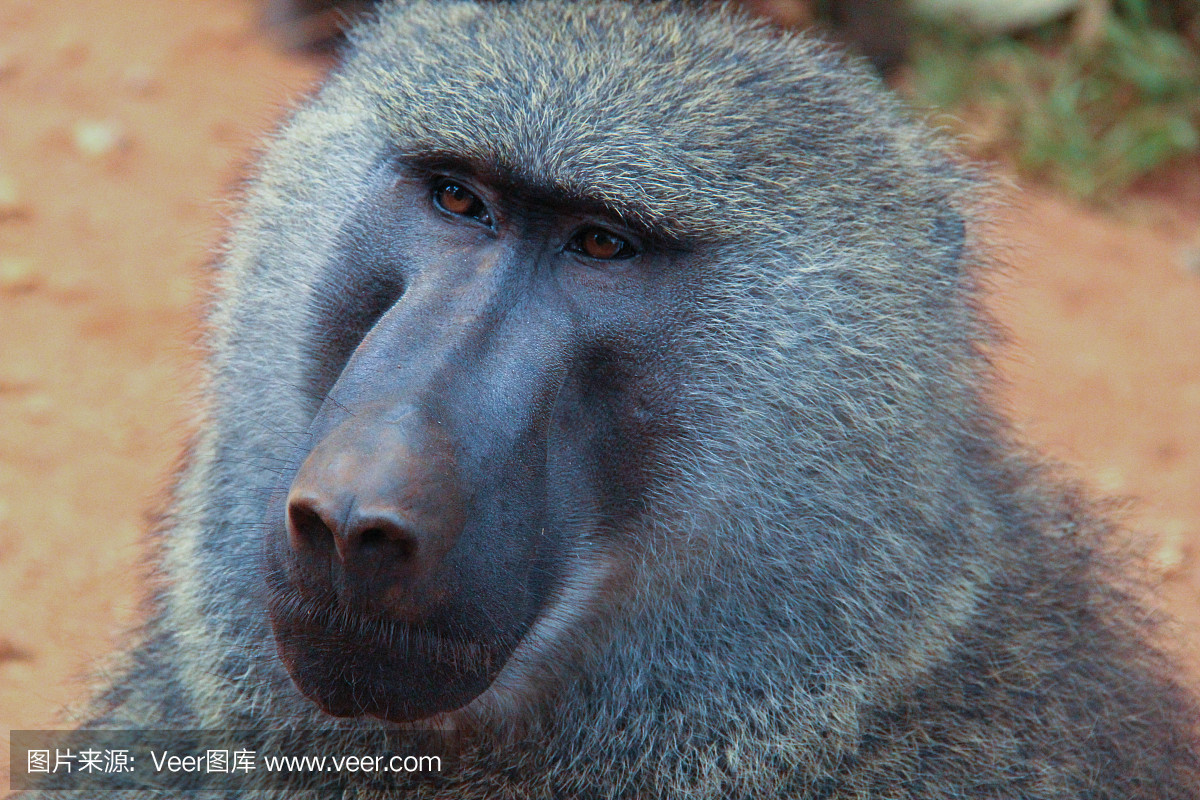 乌干达:关闭一个狒狒 - 基巴莱森林