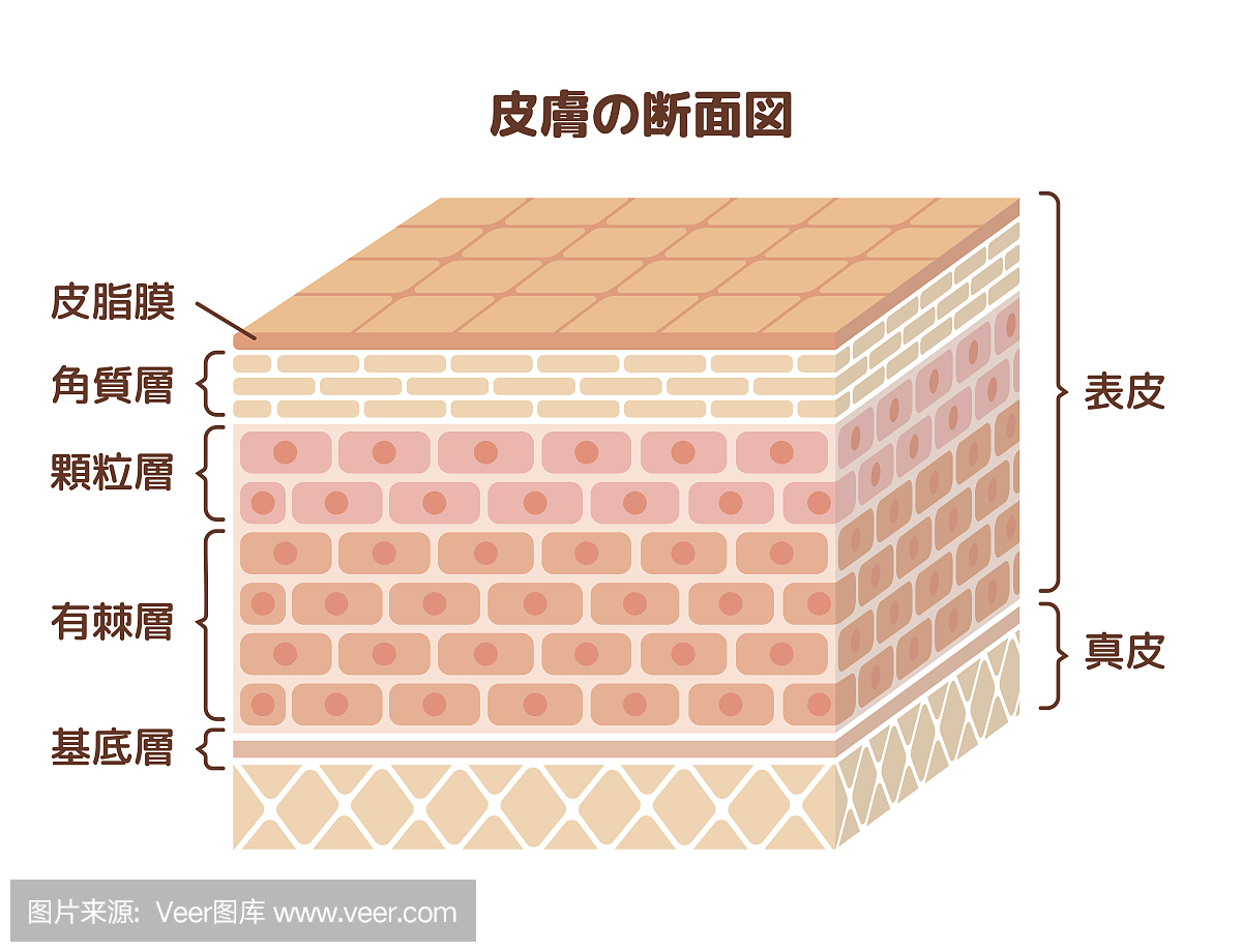 人体皮肤插图层(日本)