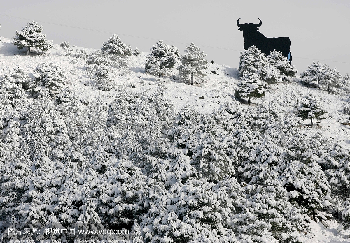 西班牙,格拉纳达,公牛在一个被雪覆盖的领域