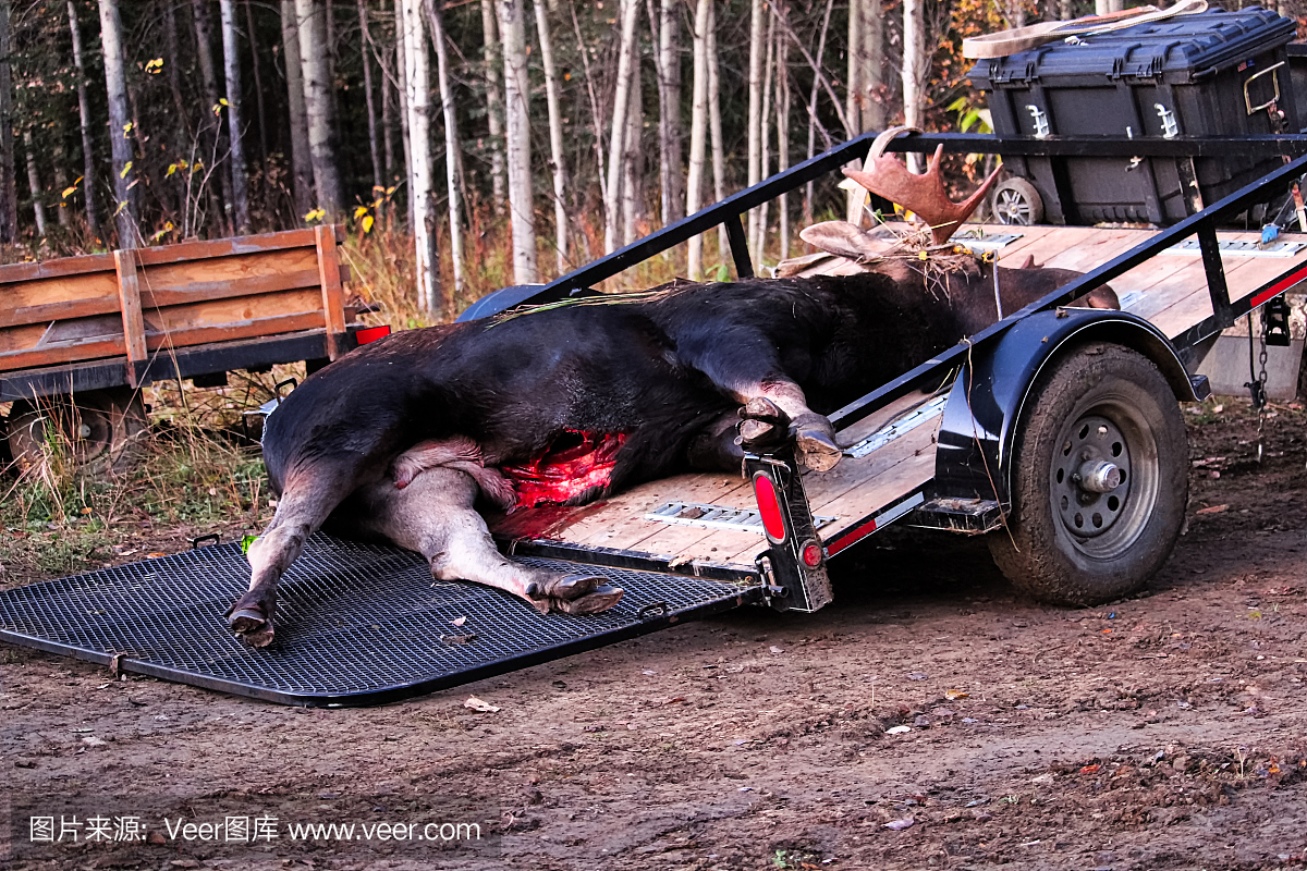 一直拖着夜色的拖车上的死驼鹿
