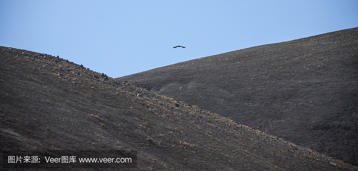 鹰飞在阿塔卡马沙漠的山丘上