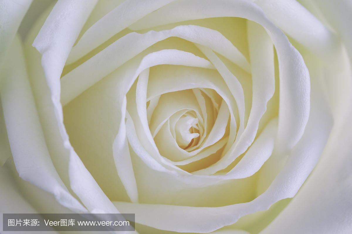 美丽甜美的白玫瑰,在近距离查看宏观概念呈现