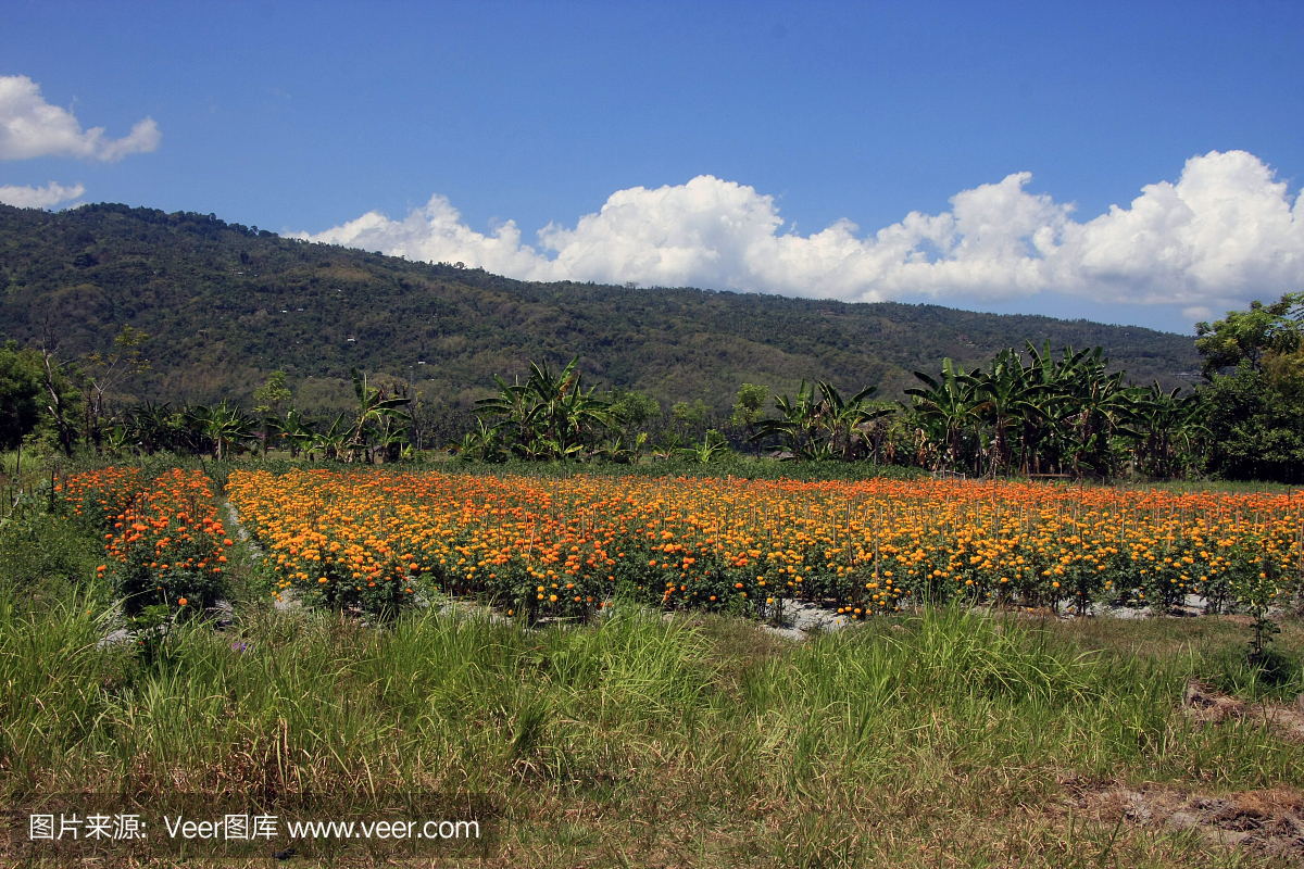 万寿菊油田在印度尼西亚的巴厘岛农村