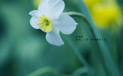 每日心语唯美治愈系文字语录绿色植物护眼壁纸-257kb