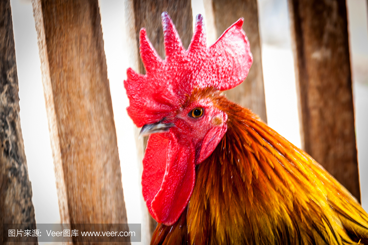 figther鸡泰国种族