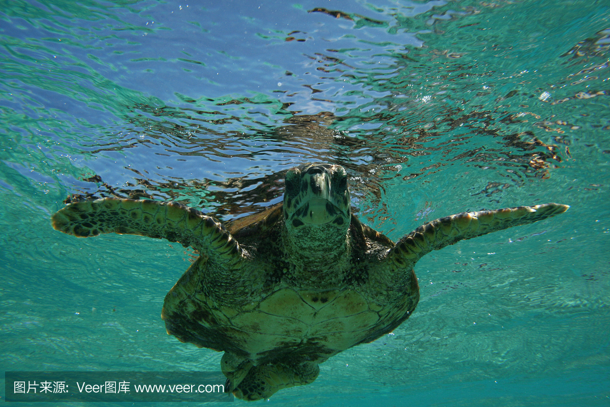 潜水前游泳海龟