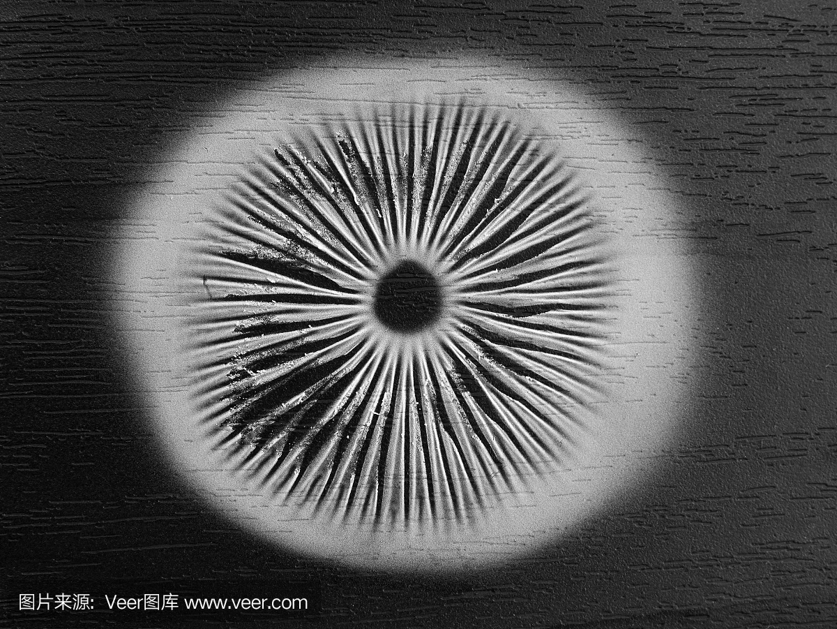 孢子,芽胞,芽孢囊群,无性孢子