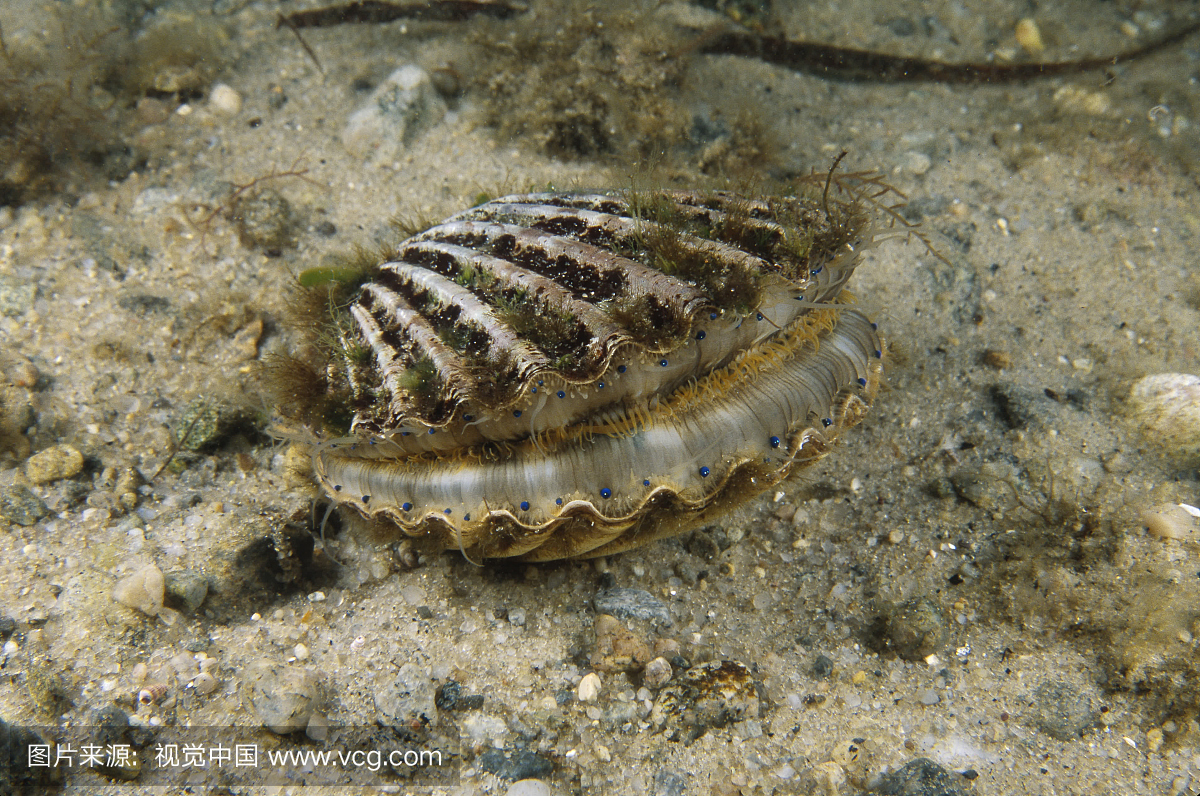 扇贝,干贝蛤,栉孔扇贝,双壳类