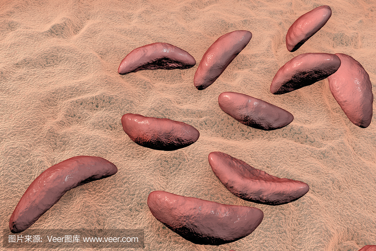 刚地弓形虫,弓形虫,弓形虫病,弓形虫寄生虫