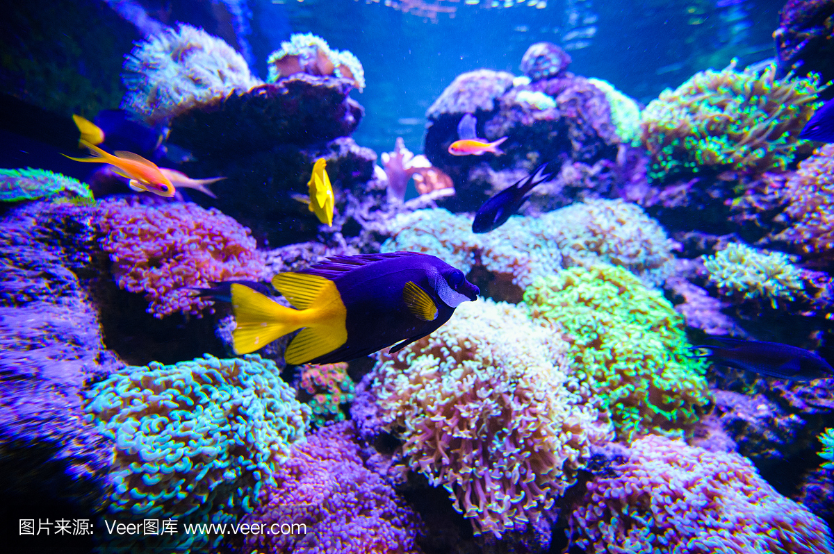 鱼群,一群鱼,鱼钩,鱼勾