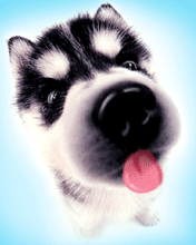 二货哈士奇搞笑gif