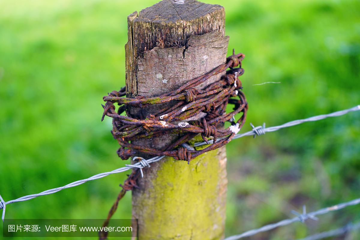 安全,英国,草,农场