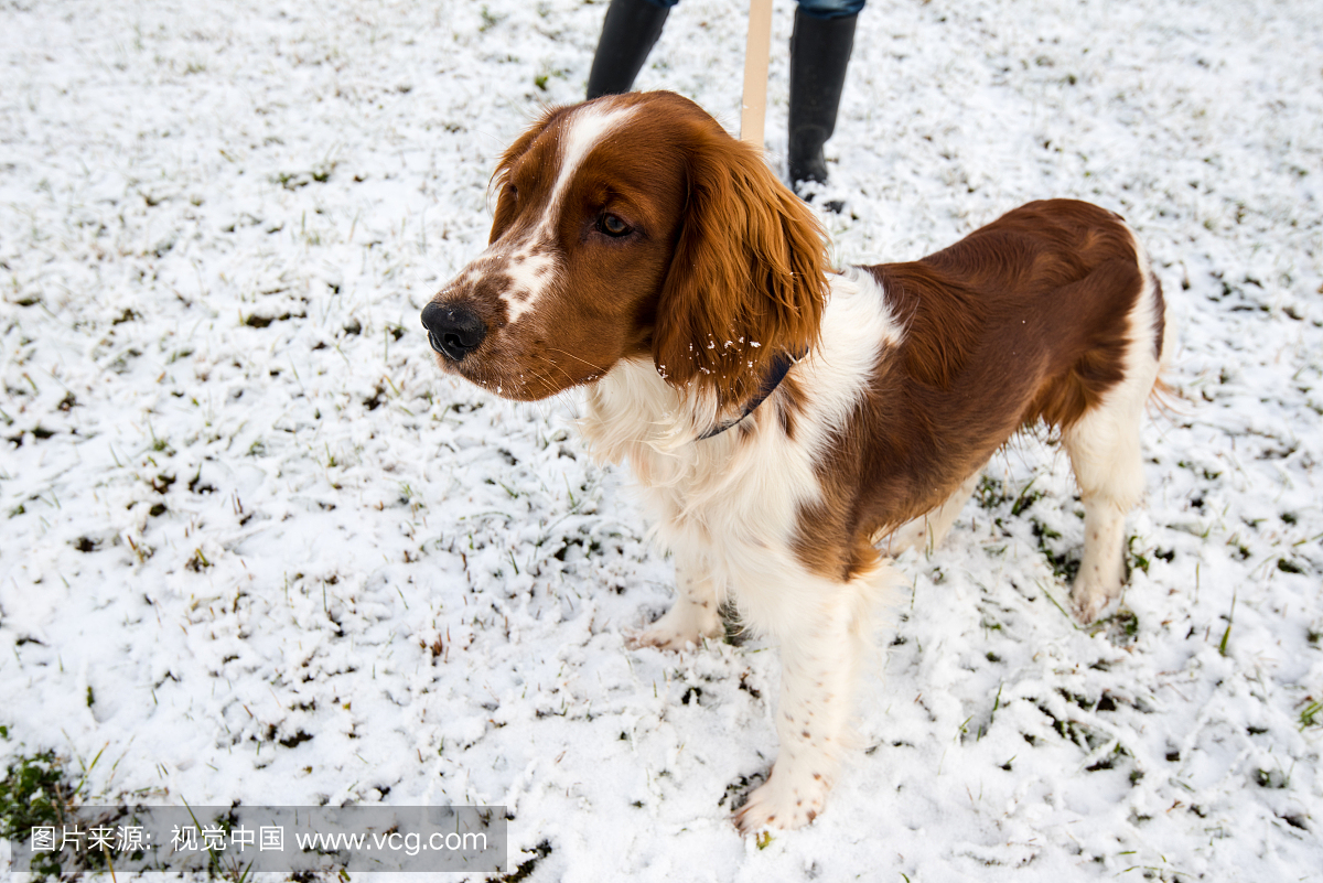 Young Welsh Springer Spaniel in the snow