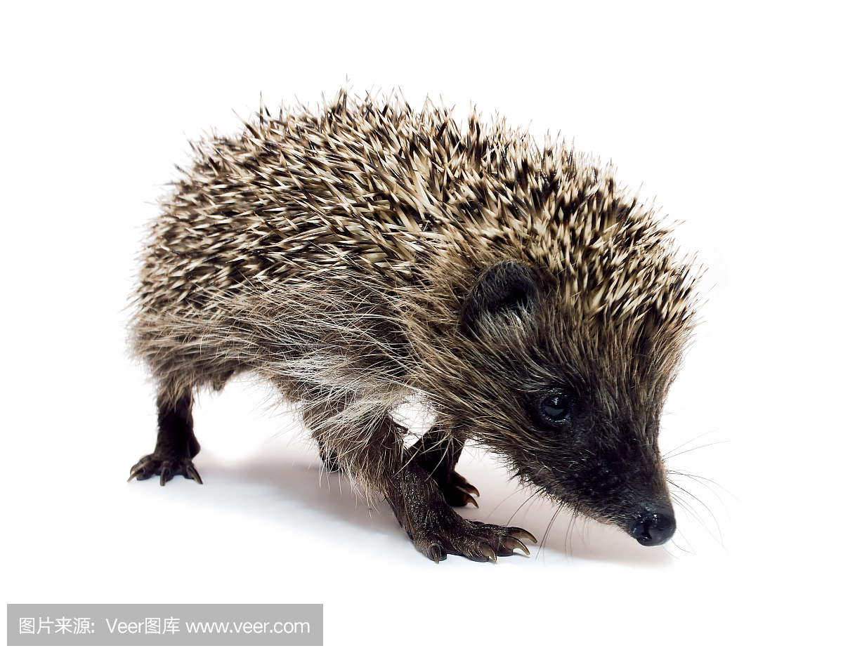 刺猬,猬,臭,臭味