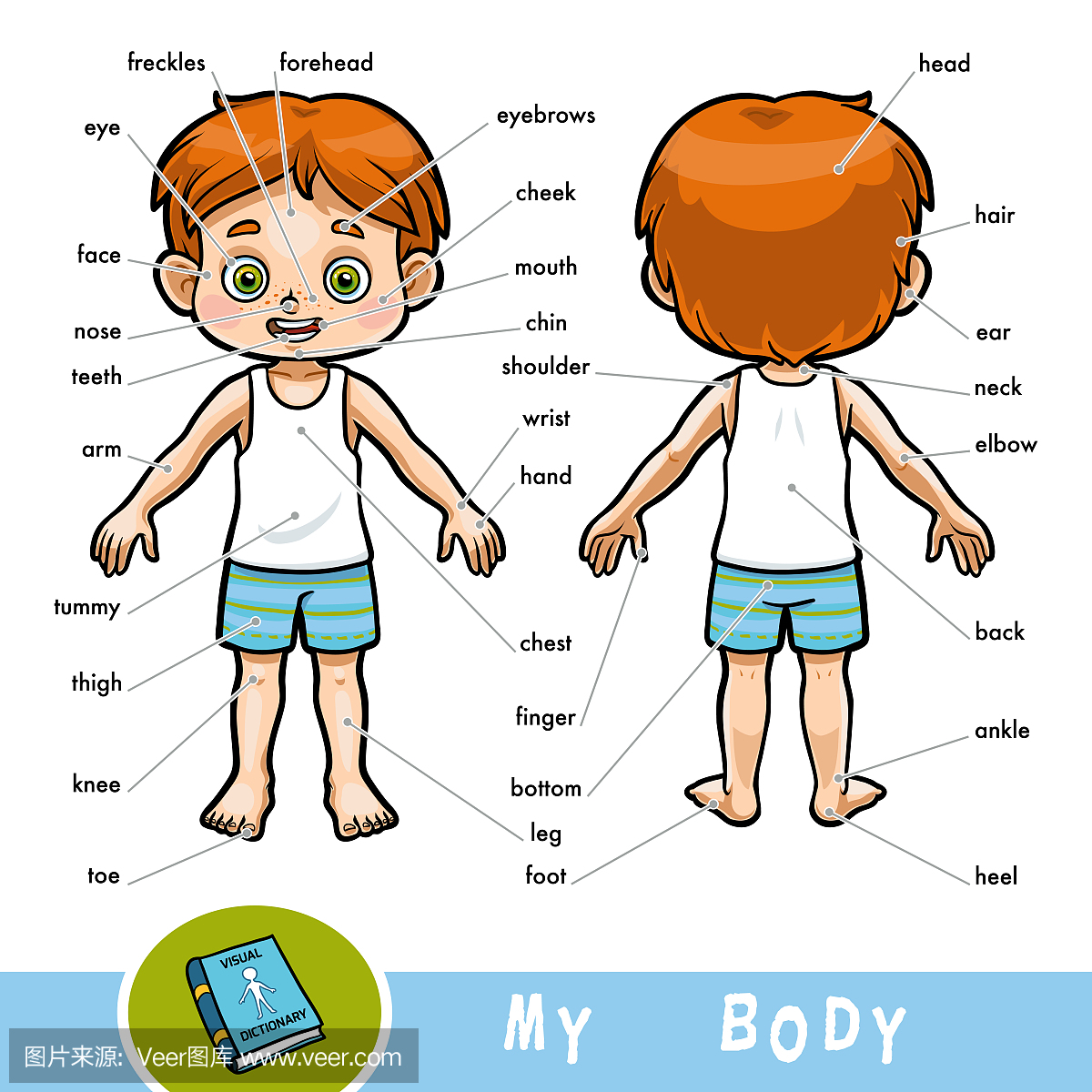 关于人体的儿童视觉字典。我的身体部分为男孩