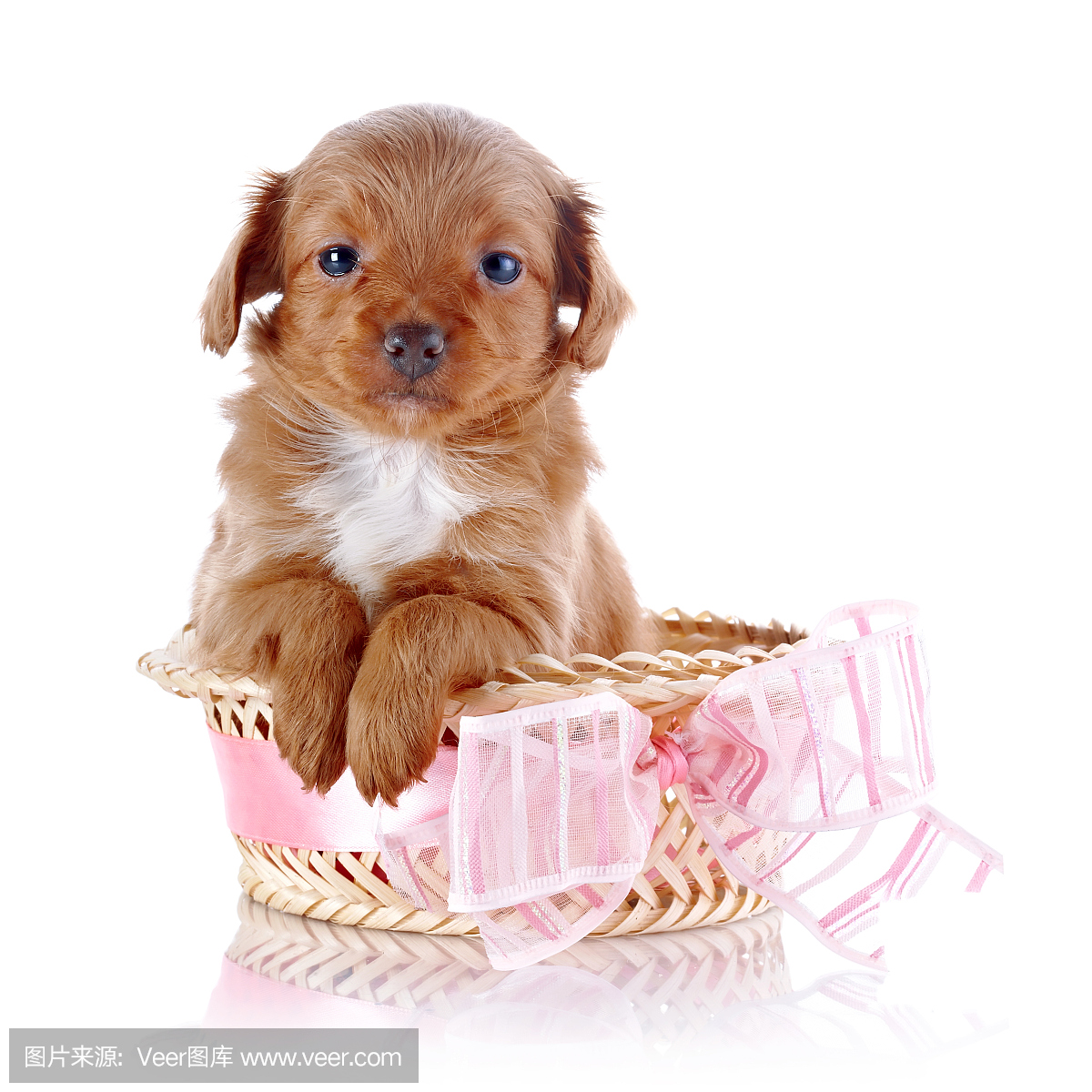 贵宾犬,一种智力很高的狮子狗,狮子狗,贵宾狗