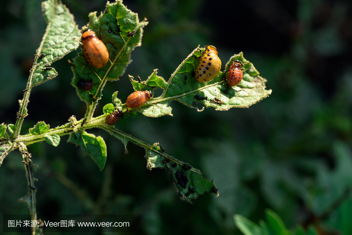 科罗拉多甲虫吃马铃薯植物
