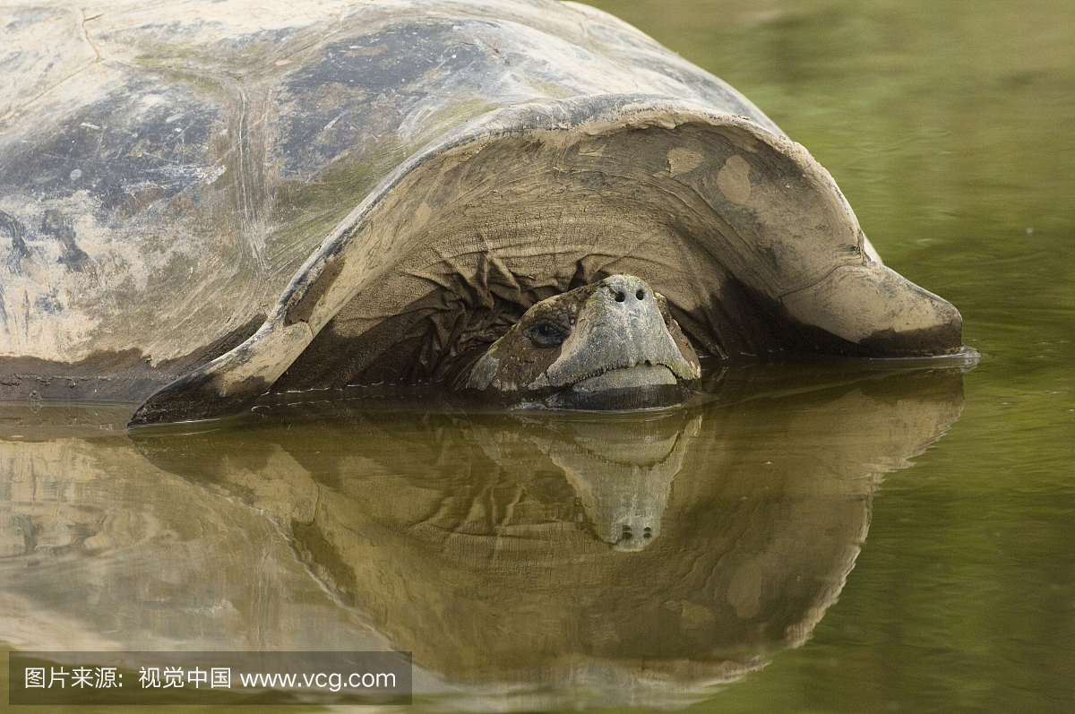 动物主题,一只动物,野外动物,火山口
