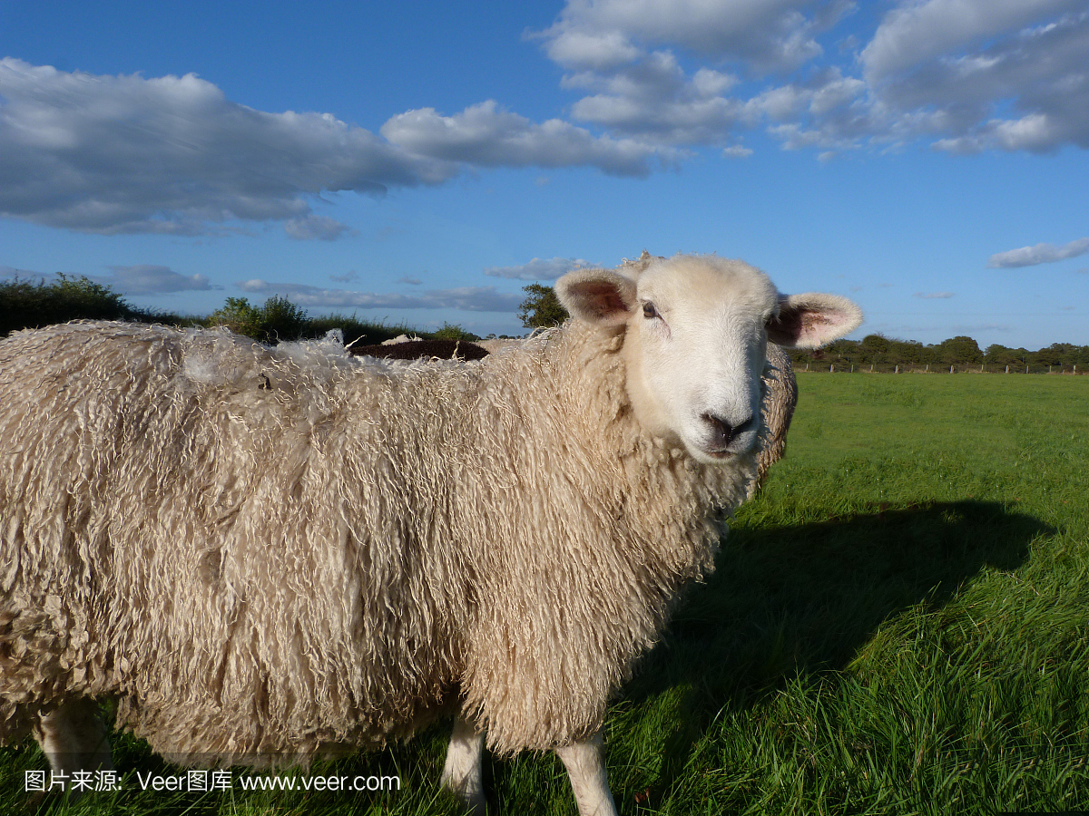 罗姆尼羊和蓝天