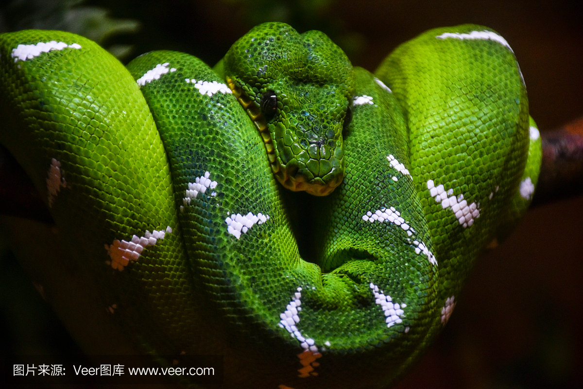 绿色和黄色的蛇