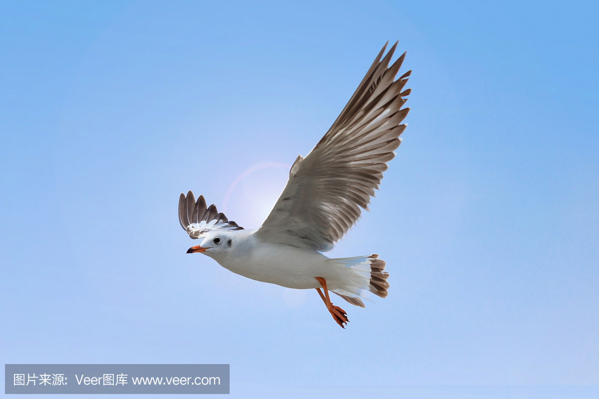 颤抖,打寒战,冷地起鸡皮疙瘩,哆嗦