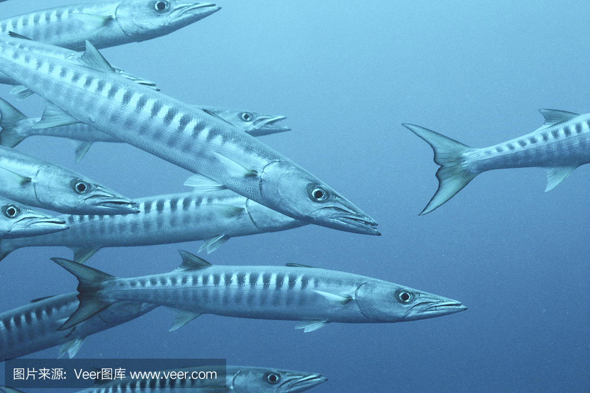 黑鳍梭鱼,黑杖鱼,康氏黑马鲛,大梭鱼