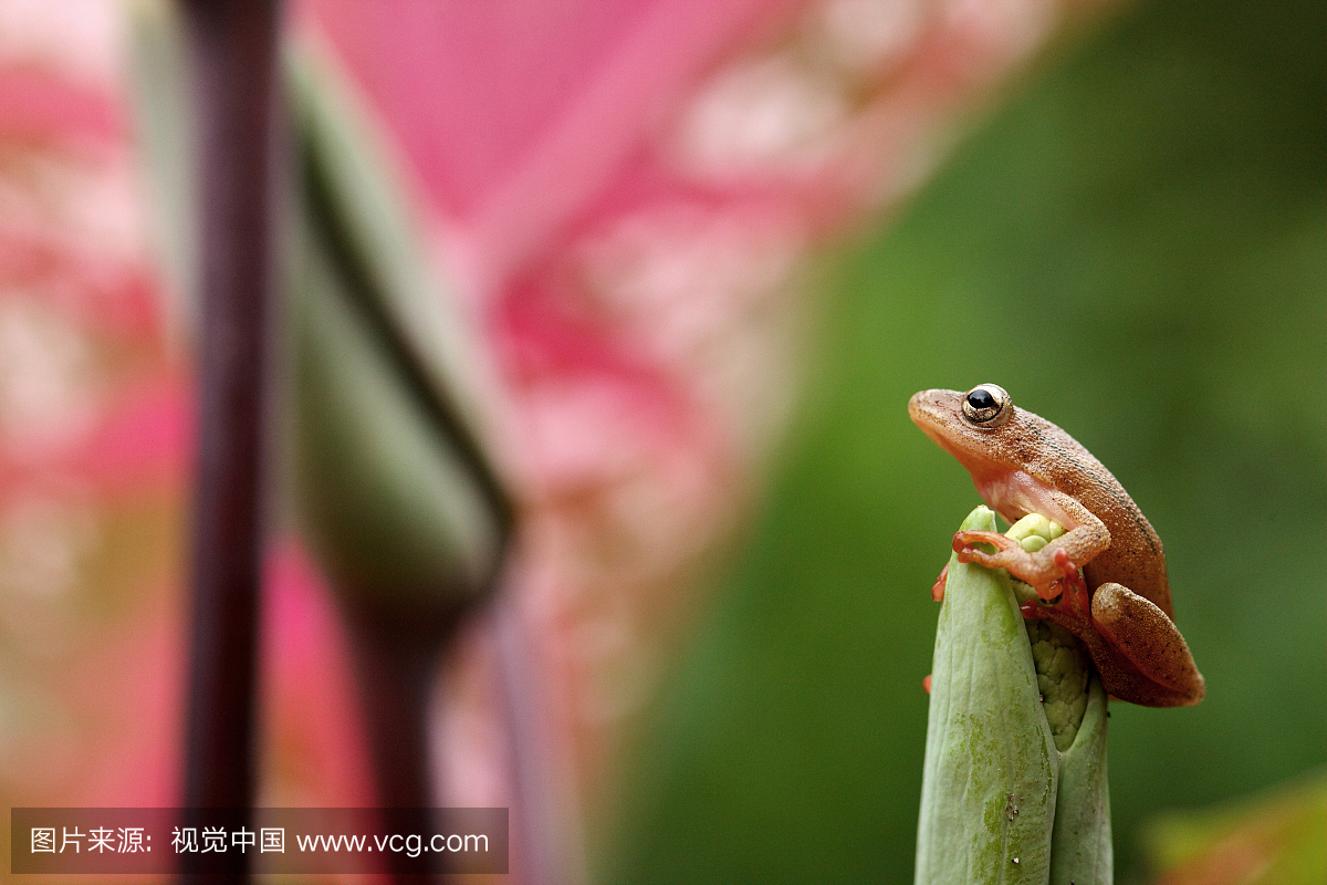 青蛙在Garamba国家公园民主刚果共和国的叶