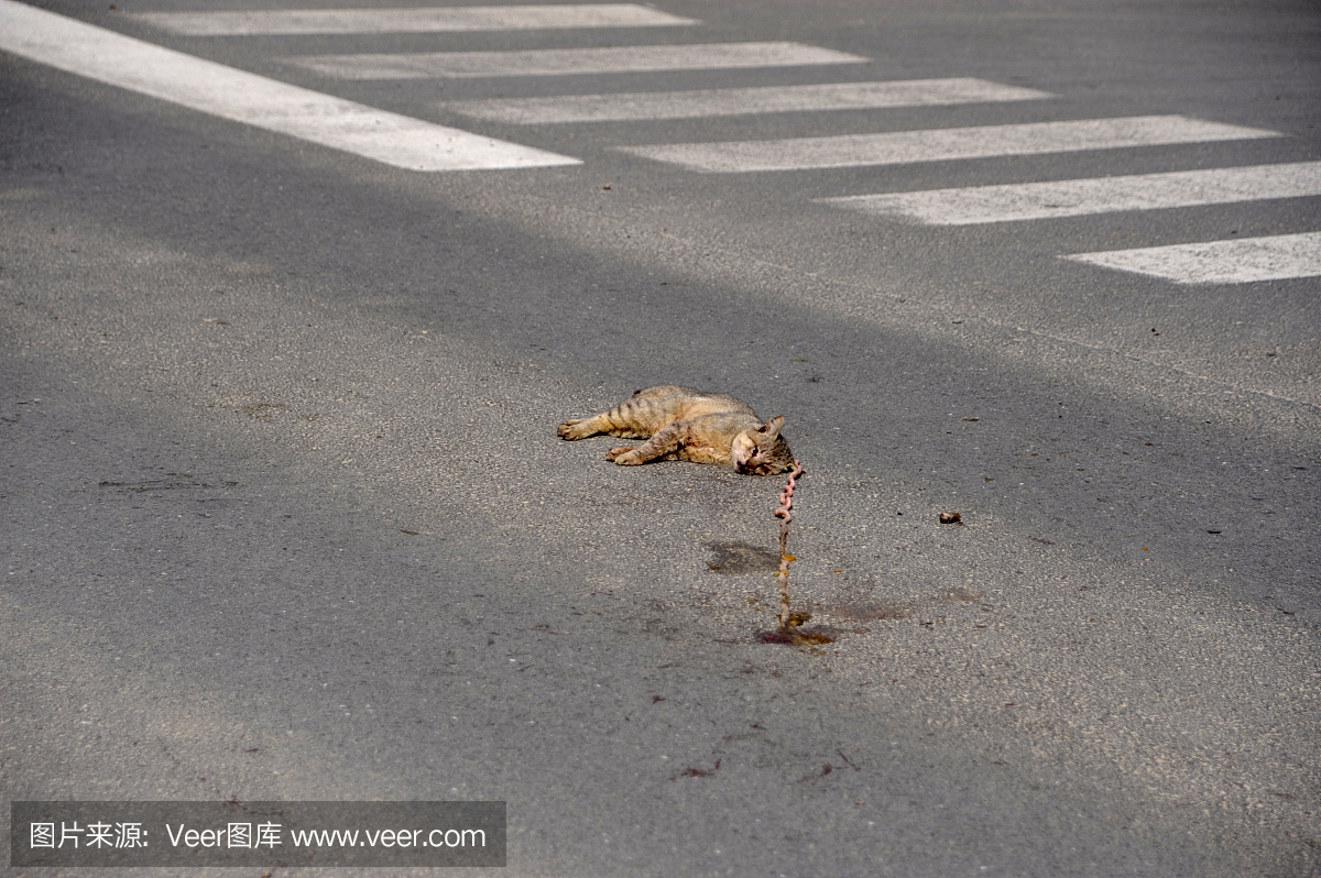 死猫在路上